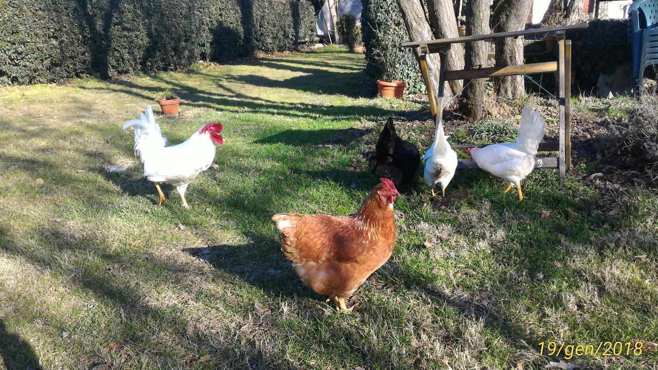 L'Ape In Corte Casa Di Campagna, Via Francigena Stanze E Colazione Vaccarizza Exterior foto